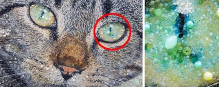 پرتره هایی کم نظیر از حیوانات که فراتر از آنچه هستند دیده می شوند