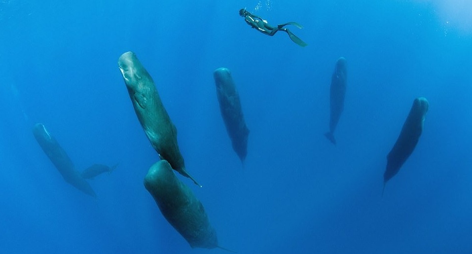 آیا می دانستید نهنگ های عنبر ایستاده می خوابند؟