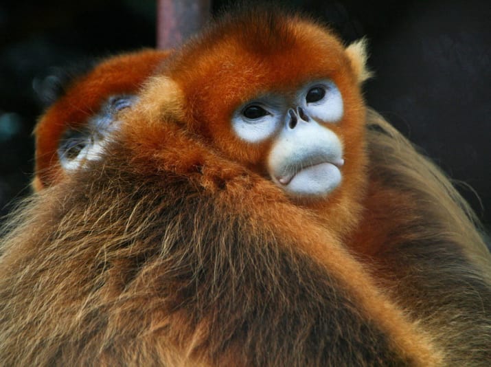 این میمون، بسیار مظلوم و غمگین به نظر می رسد و به دلیل رنگ و شکل زیبایی که دارد، مورد توجه بسیاری از مردم است. 