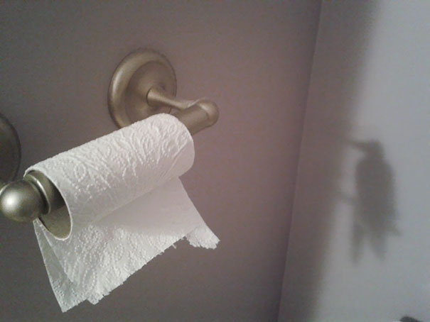 سایه دستمال توالت شبیه مرغ مگس شده است.