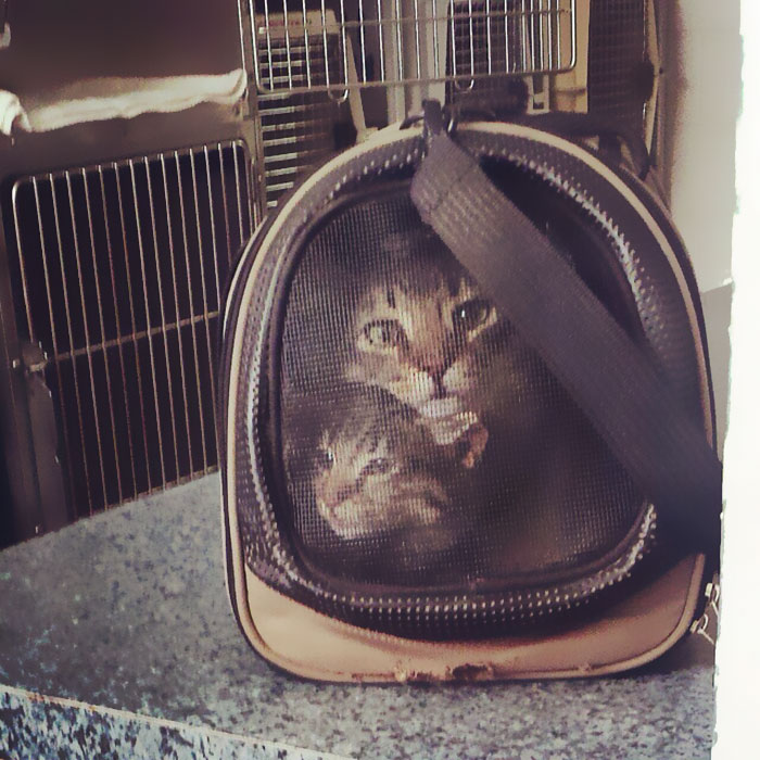 گربه هایی که شبیه گلدوزی روی کیف دیده می شوند. 