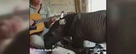 کرگدنی که با نوای گیتار محافظش به خواب می رود [تماشا کنید]