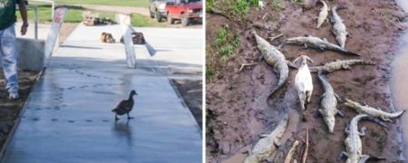 تصاویر جالبی از حیوانات که موجب خنده شما خواهند شد