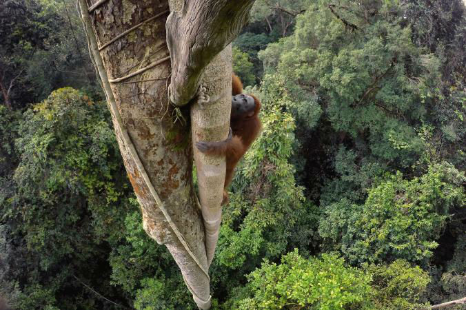 21-Best-Animal-Gallery-Orangutans_15.ngsversion.1481027412370.adapt.676.1-w700