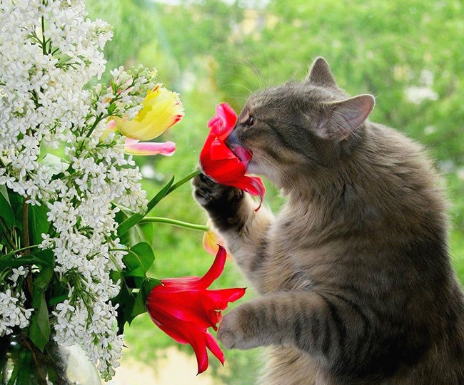 ۱۶ عکسی که به ما ثابت می کنند گربه ها موجودات دوست داشتنی و بامزه ای هستند