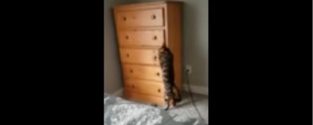 ویدئوی جالبی از قایم باشک بازی گربه در خانه [تماشا کنید]