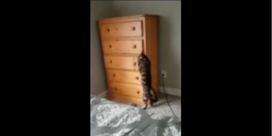 ویدئوی جالبی از قایم باشک بازی گربه در خانه [تماشا کنید]