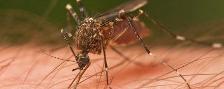 ۷ دلیلی که باعث می شوند تا پشه ها شما را بیشتر نیش بزنند [اینفوگرافیک]