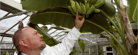 آیا می دانستید در گذشته از تشعشات هسته ای برای تولید گیاهان عظیم الجثه استفاده می شد؟