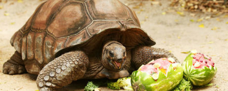 با ۱۱ گونه جانوری آشنا شوید که بیشترین میزان طول عمر را به خود اختصاص داده اند