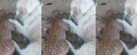 ویدئوی دیدنی از تلاش سگ مهربان برای نجات بچه گوزن از غرق شدن در آب [تماشا کنید]