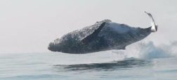 ویدئوی بی نظیری از پرش نهنگ گوژ پشتِ ۳۶ هزار کیلوگرمی به بیرون آب [تماشا کنید]