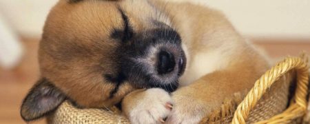 توله سگ های بامزه و خواب آلودی که سعی دارند خود را بیدار نگه دارند [تماشا کنید]