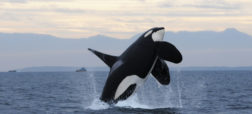 ویدیویی از حمله دسته ای اورکا به یک نهنگ مینک [تماشا کنید]