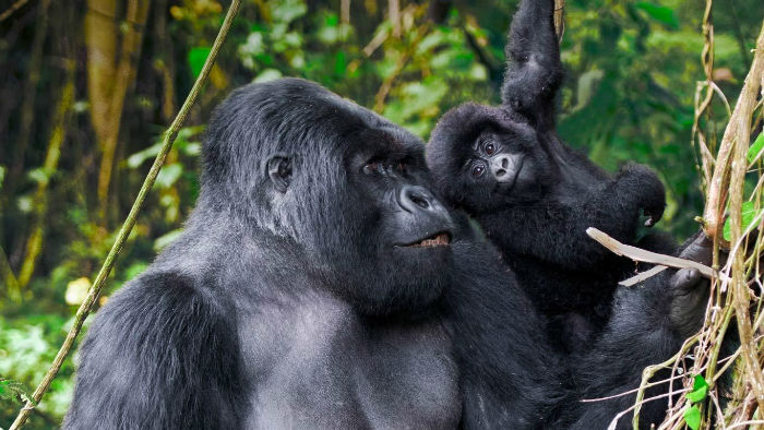 آیا می دانستید که موهای شامپانزه های نر نیز مانند انسان با بالا رفتن سن خاکستری می شوند؟