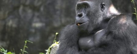 ویدئوی بسیار جالب از آب بازی و حرکات موزون گوریل ۱۴ ساله در باغ وحش [تماشا کنید]