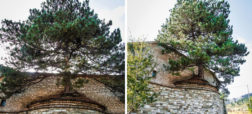 تصاویری از درخت یکصد ساله ای که داخل یک کلیسا رشد کرده است