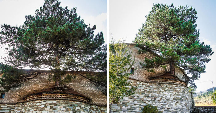 تصاویری از درخت یکصد ساله ای که داخل یک کلیسا رشد کرده است