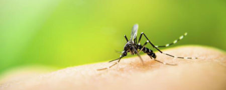 ۱۰ واقعیت جالب در مورد پشه ها که احتمالاً چیزی در مورد آن ها نمی دانستید