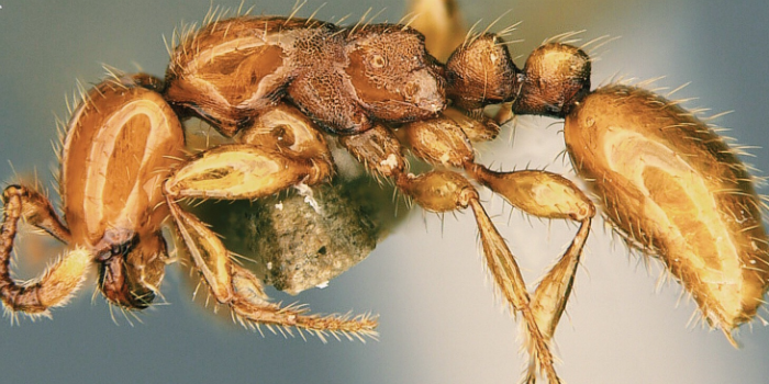 کشف یک گونه جدید مورچه در سنگاپور به نام «تی رکس» که عادات عجیبی دارد [تماشا کنید]
