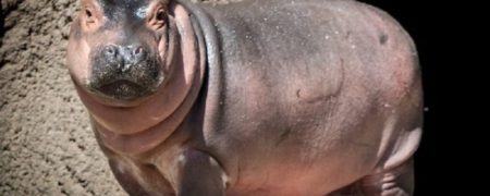 وقتی شیطنت یک اسب آبی ۱۶۰ کیلوگرمی گل می کند [تماشا کنید]