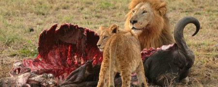 با خطرناک ترین و مرگبارترین موجودات روی کره زمین آشنا شوید