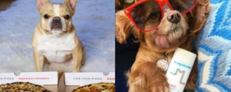 «سگ»هایی که در اینستاگرام بیشتر از من و شما درآمد دارند