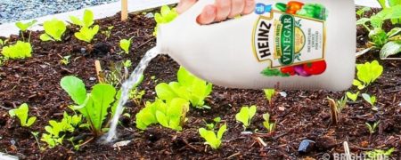 چگونه از سرکه به عنوان ضدعفونی کننده و سم‌کش استفاده کنیم؟