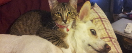 تصاویر بسیار دیدنی از دوستی سگ و گربه که لبخند روی لبتان خواهند آورد