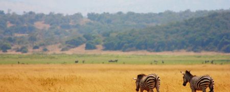 پارک هوشمند؛ استفاده از تکنولوژی پیشرفته در پارک های حیات وحش آفریقا برای مبارزه با شکارچیان