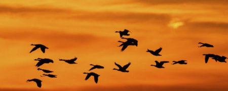 ویدیویی دیدنی از الگوهای مهاجرتی حیات وحش در سراسر دنیا [تماشا کنید]