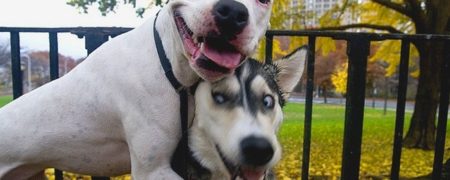 مجموعه ای از تصاویر جالب واکنش سگ ها در موقعیت های مختلف