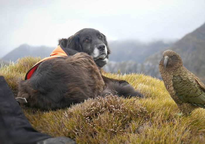آژاکس؛ سگ باهوشی که در حفاظت از یگ گونه طوطی در خطر انقراض به محققان کمک می کند