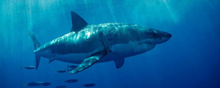 رفتارهای عجیب جانوران که هیچ توضیح علمی و منطقی برای آن ها وجود ندارد [قسمت دوم]