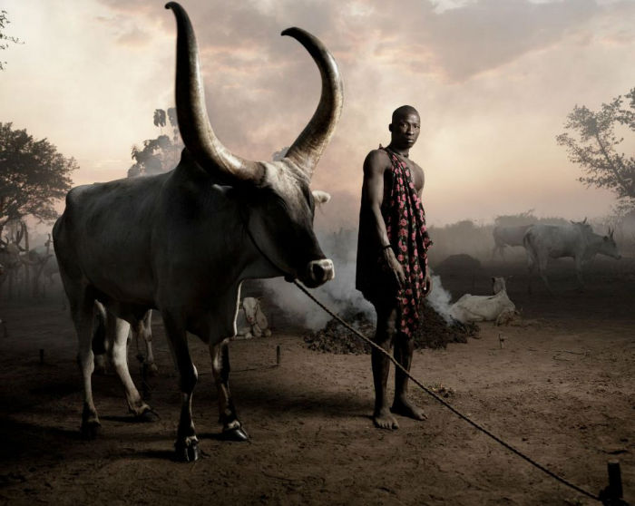 مونداری؛ قبیله ای در سودان جنوبی که برای گاوهای شاخدار خود جان می دهند