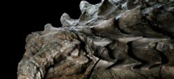 کشف «مومیایی» نسبتاً سالم و دست نخورده یک دایناسور غول پیکر در کانادا