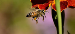 ۱۰ واقعیت جالب و باورنکردنی در مورد زنبورهای عسل که نمی دانستید