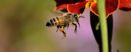 ۱۰ واقعیت جالب و باورنکردنی در مورد زنبورهای عسل که نمی دانستید