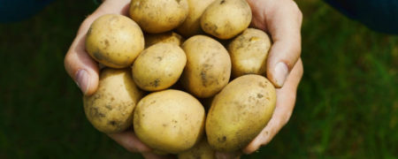 آیا سیب زمینی می تواند تمامی مواد مغذی لازم برای بدن را تامین نماید؟