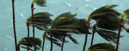 چطور درختان نخل در برابر توفندهای سهمگین مقاومت می کنند؟