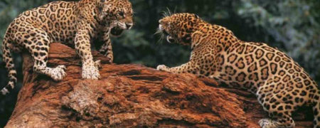 رفتارهای عجیب جانوران که هیچ توضیح علمی و منطقی برای آن ها وجود ندارد [قسمت اول]