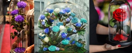 گل های رز «دیو و دلبر» هرگز پژمرده نمی شوند