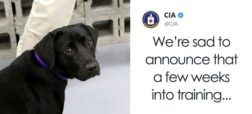 سگی که به خاطر بازیگوشی از سازمان «سیا» اخراج شد