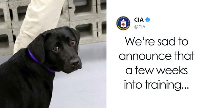 سگی که به خاطر بازیگوشی از سازمان «سیا» اخراج شد