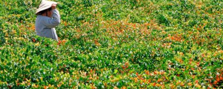 آیا جزیره تَبَسکو تندترین مکان دنیاست؟