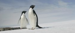 مرگ مصیب‌بار تمام بچه‌ پنگوئن‌ها در قطب جنوب