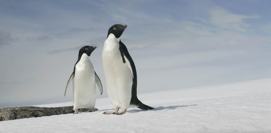 مرگ مصیب‌بار تمام بچه‌ پنگوئن‌ها در قطب جنوب