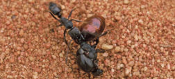 مورچه هایی که مردگان خود را سلاخی کرده و طی مراسمی خاص به خاک می سپارند