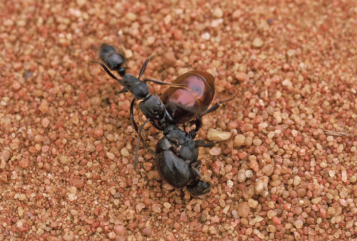 مورچه هایی که مردگان خود را سلاخی کرده و طی مراسمی خاص به خاک می سپارند
