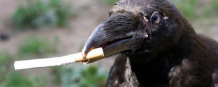 یک استارت‌آپ هلندی قصد دارد با کمک کلاغ‌ها به جمع‌آوری ته‌سیگار از سطح خیابان‌ها بپردازد
